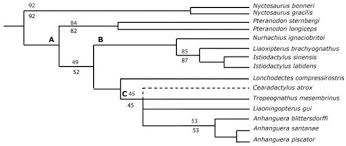 The skull is assigned to a new species, cearadactylus? Redescription Of Cearadactylus Atrox Pterosauria Pterodactyloidea From The Early Cretaceous Romualdo Formation Santana Group Of The Araripe Basin Brazil