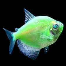 Find here details of companies selling flowerhorn fish, for your purchase requirements. Pet Fish For Sale Tropical And Freshwater Fish Petsmart