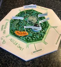Plant Cell 3d Model School Kids Project The Cytoplasm Is Made From Green Jelly With Extra Gelatin And The Other Parts Kids Clay Projects For Kids Model School