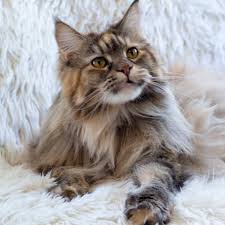 Read our maine coon buying advice page for information on this cat breed. Maine Coon Adoptions Mainecoonadopts Twitter