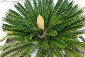 Les anciens numéros du magazine le républicain lot et garonne. Insolite Le Republicain Lot Et Garonne Actu Fr