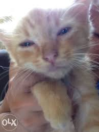Male Siamese X Persian Cat For Sale Philippines Find New And Used Male Siamese X Persian Cat On Olx Persian Cats For Sale Animal Lover Persian Cat