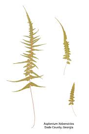 Image result for Asplenium holstii