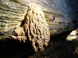 Hours may change under current circumstances Secret Caverns Howes Cave 2021 All You Need To Know Before You Go Tours Tickets With Photos Tripadvisor
