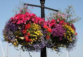 When to plant a hanging basket. Hanging Flower Baskets 5 Secrets The Pros Use The Garden Glove