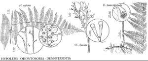 Image result for Dennstaedtiaceae