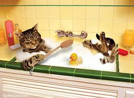 cats ve cleaning ile ilgili görsel sonucu