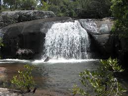 Image result for Zygotritonia atropurpurea