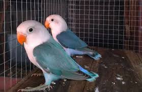 We did not find results for: Lovebird Kepala Elang Atau Lovebird Sable Head Peakd