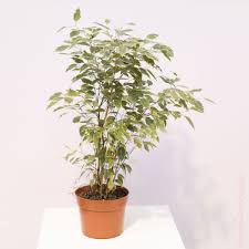 Image result for Ficus variifolia
