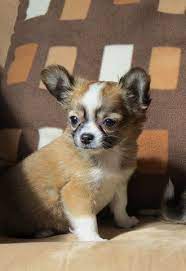 Chihuahuas Hgg Perros De Mexico Venta De Cachorros Venta De Perros Cachorros Chihuahua Criaderos De Perros