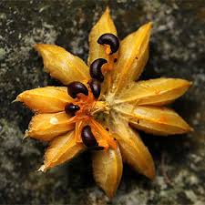 Image result for Turraea floribunda