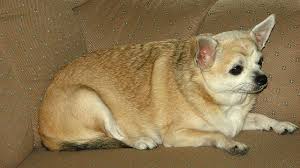 Image result for chihuahua big obesity