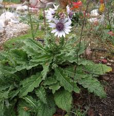Image result for Berkheya speciosa