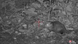 It doesn't matter wether they are four legged, have wings or creep and crawl, they all can cause problems. Pests Gone Wild Backyard Pest Control With The Edgun Leshiy And Atn X Sight 4k Pro