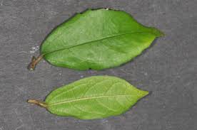 Image result for Celtis mildbraedii