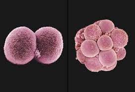 Pin On Human Embryo