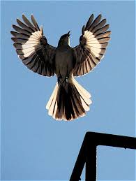 Northern Mockingbird Brown Bird With White Stripes On Wings And Tail To Nail A Mockingbird Beautiful Birds Pet Birds Fear Of Flying