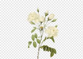 Download free bunga png images. Rose Flower White Roses Border Flower Arranging White Png Pngwing