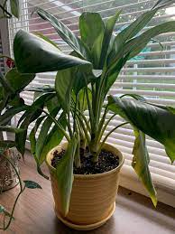This plant is insanely easy to care for, making it perfect for beginners. So The Bottom Leaves On My Silver Bay Have Been Droopy And Yellowing He S Been Putting Out New Leaves So Is That It I Also Don T Water Very Often I Usually Wait