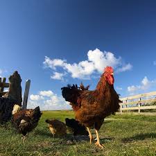 The definitions of the word there is no livestock in the cattle farm has been described here with maximum details, and also fined different synonyms for the word there is no livestock in the cattle farm. What The Term Free Range Really Means