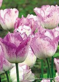Grow Your Best Tulips Ever Bulb Flowers Tulips Flowers Flowers