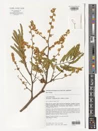 Image result for Polysphaeria harrisii