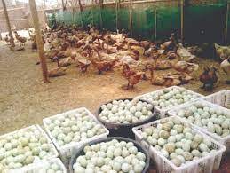 We did not find results for: Managemen Usaha Ternak Bebek Petelur Kering Tanpa Air Contoh Usaha Kecil Kecilan Dirumah