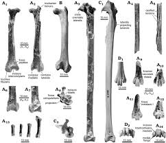 Eduardo noriega gómez posted on instagram: Hindlimb Bones Of The Seriema Cariamidae Noriegavis Santacrucensis Download Scientific Diagram
