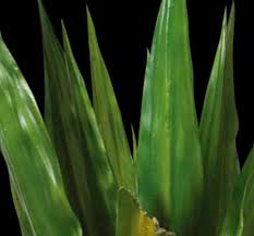Check spelling or type a new query. Sisal Agave Plant Artificial Variegated Floor Plant Commercial Silk