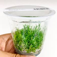 Image result for Rotala capensis