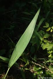 Image result for Dichapetalum deflexum