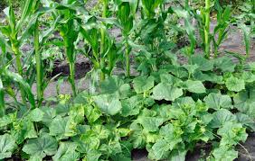 Make a wide basin about 10 inches wide and 1 inch deep. Plant A Three Sisters Garden Corn Beans And Squash The Old Farmer S Almanac