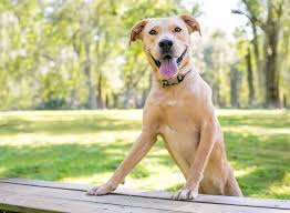 He was assumed to be lab pit mix. Pitbull Lab Mix What To Know Before Buying A Labrabull All Things Dogs All Things Dogs