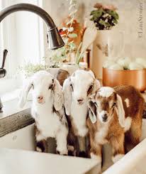 How to give your baby a bath. Pin By Dianne Hicks California Realto On Awww Cute Goats Cute Baby Animals Cute Animals