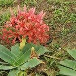 Image result for Ammocharis tinneana