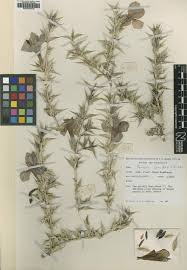 Image result for Barleria oxyphylla