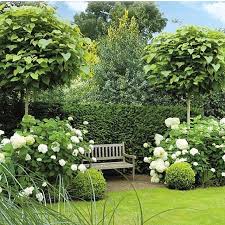 Beautiful Design With Mix Of Trees Evergreen Shrubs And Hydrangea Boxwood Garden Beautiful Gardens White Gardens