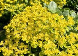 Image result for Haumaniastrum katangense