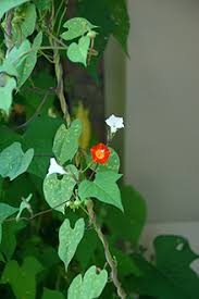 Image result for Convolvulaceae