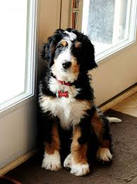 Black Bernese Mountain Dog Poodle Mix This Is A Berndoodle A Mix Between A Bernease Mountain Dog And A Poodle It Has The Markings Like A Bernease Mountain Dog But T Bernedoodle Dogs Mountain Dogs