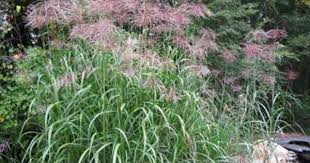 Apr 15, 2021 · some ornamental grasses spill over like fountains and some, like indiangrass, stand straight and tall. Miscanthus X Giganteus Giant Miscanthus Hoffman Nursery Grasses Landscaping Plants Planting Plan