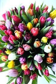 Ma puoi usare le fotografie di questi fiori invece di incoraggiarli a essere tirati fuori dal terreno. Tulipani Immagini Buon Compleanno Fiori Buono Compelanno