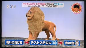 ライオン たてがみ