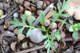 Image result for Lepidium bonariense
