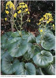 Image result for Begonia pulcherrima