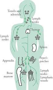 Skin Brushing Exfoliation Healthy Lifestyle Choices 101 Lymphatic Lymphatic System Lymph System
