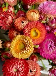 Image result for Helichrysum globosum