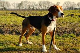 Image result for velký vendéeský hrubosrstý honič