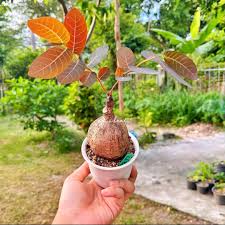 Image result for Phyllanthus polyspermus